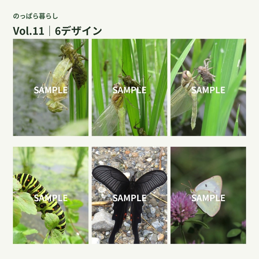 のっぱら暮らし|田んぼの小さな住人たち Vol.11 ― 変わるいのち、羽化と翅 ―