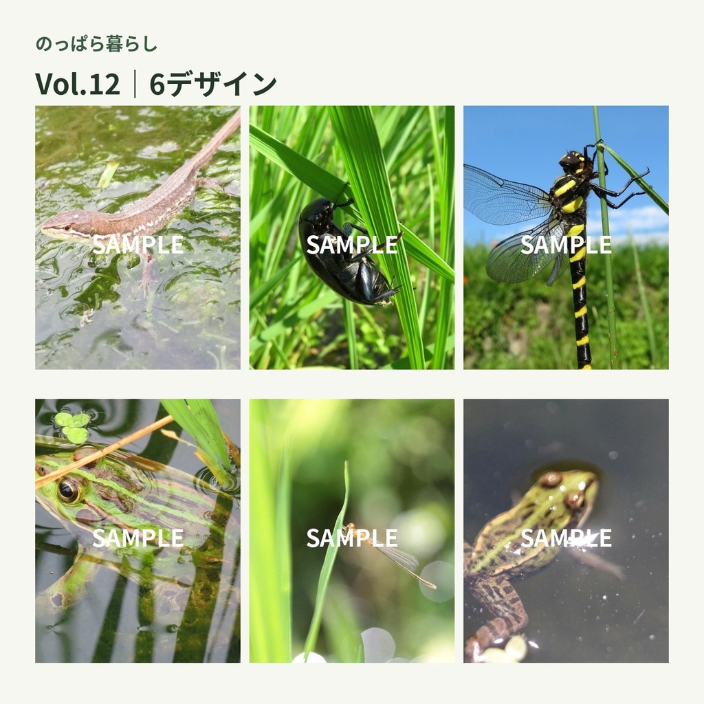 のっぱら暮らし|田んぼの小さな住人たち Vol.12 ― 水辺と草むらの小さな発見 ―