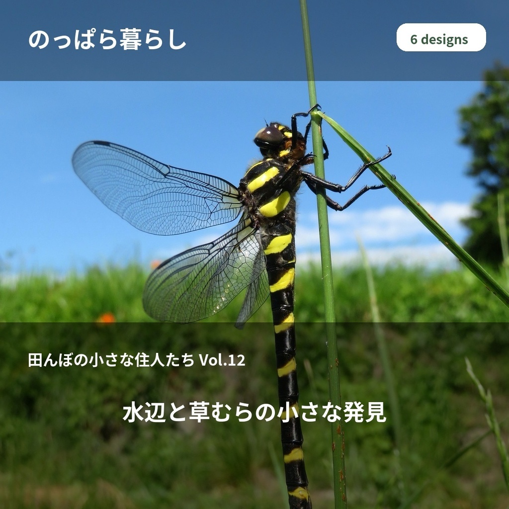のっぱら暮らし|田んぼの小さな住人たち Vol.12 ― 水辺と草むらの小さな発見 ―