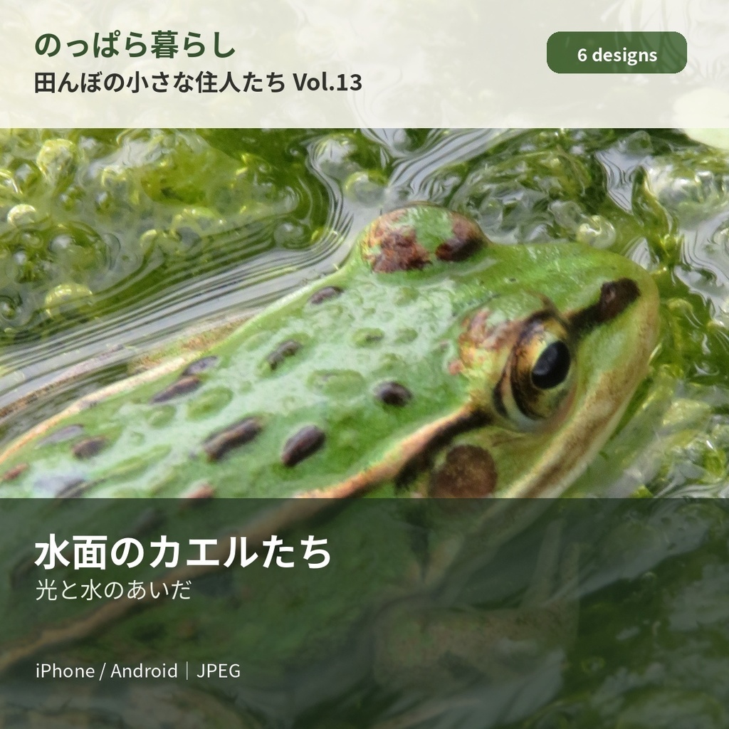 のっぱら暮らし|田んぼの小さな住人たち Vol.13 ― 水面のカエルたち ―