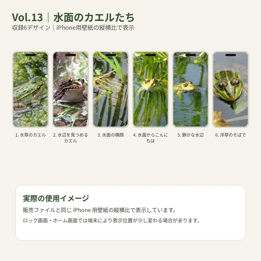 のっぱら暮らし|田んぼの小さな住人たち Vol.13 ― 水面のカエルたち ―