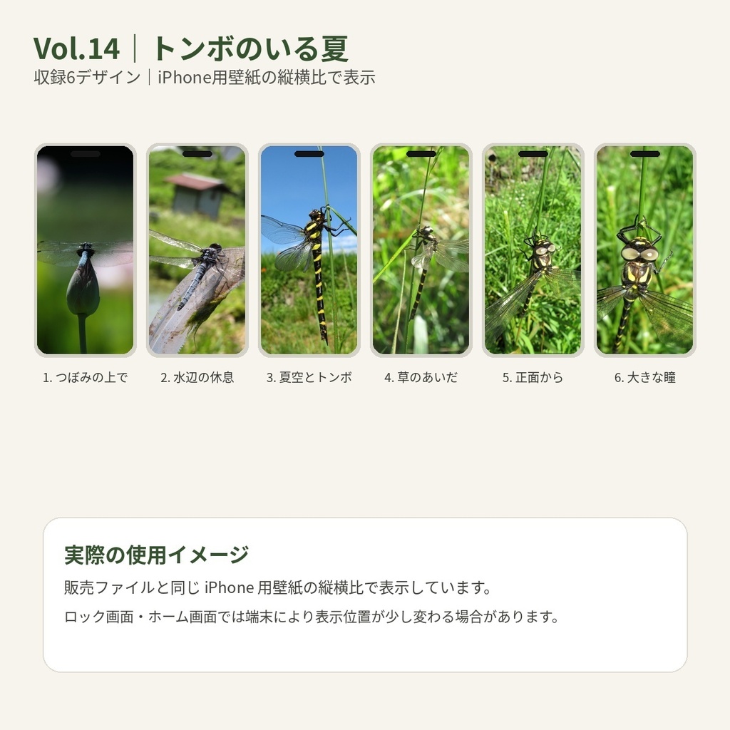 のっぱら暮らし|田んぼの小さな住人たち Vol.14 ― トンボのいる夏 ―