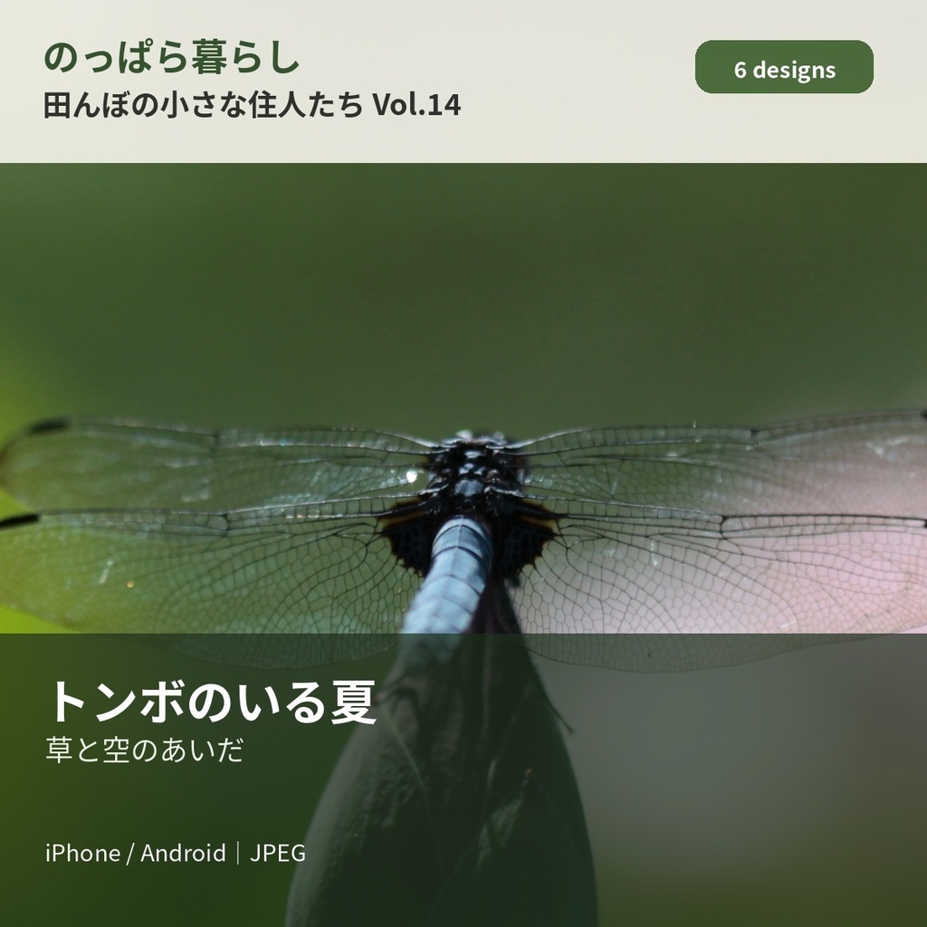 のっぱら暮らし|田んぼの小さな住人たち Vol.14 ― トンボのいる夏 ―