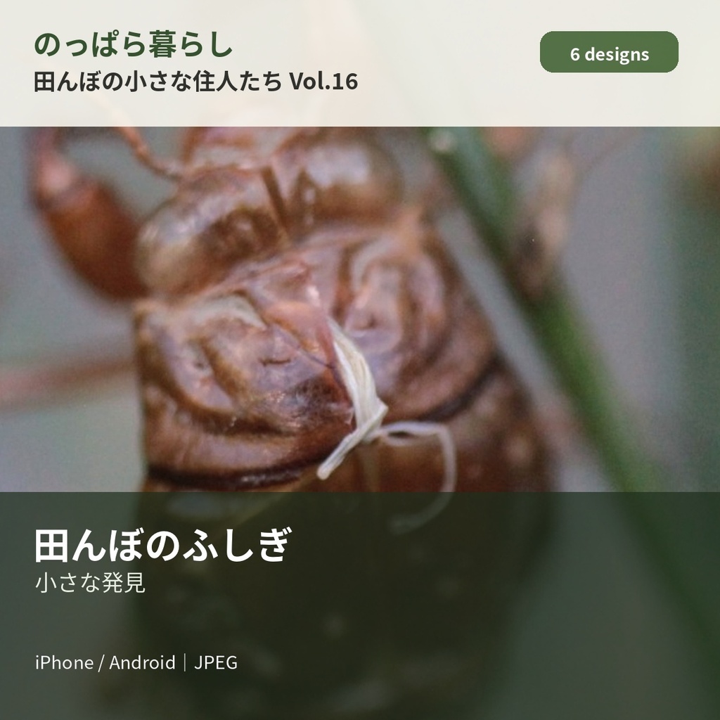 のっぱら暮らし|田んぼの小さな住人たち Vol.16 ― 田んぼのふしぎ ―
