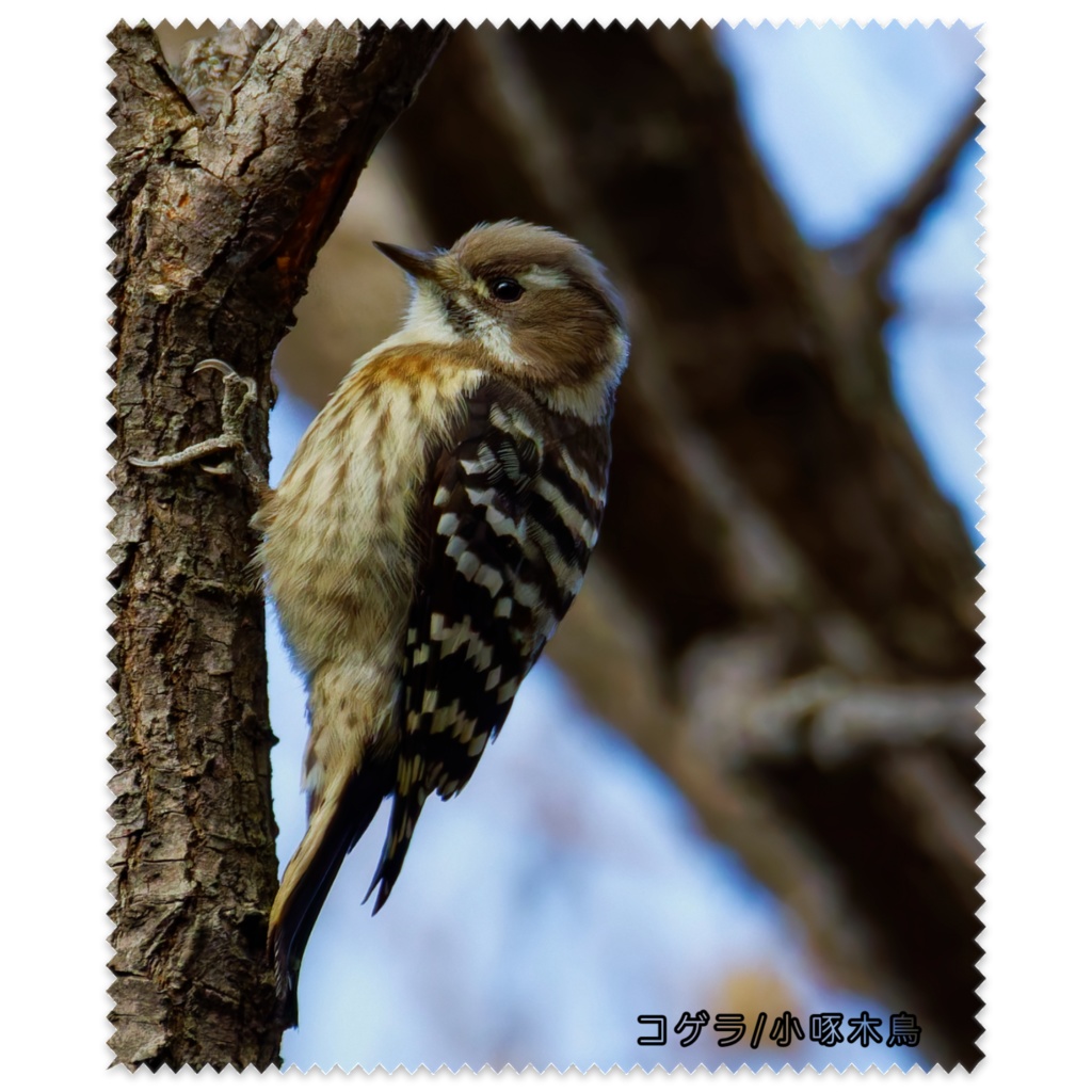 鳥のメガネ拭き（コゲラ/小啄木鳥）
