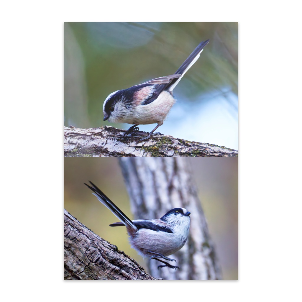 ポストカードセット（エナガ）