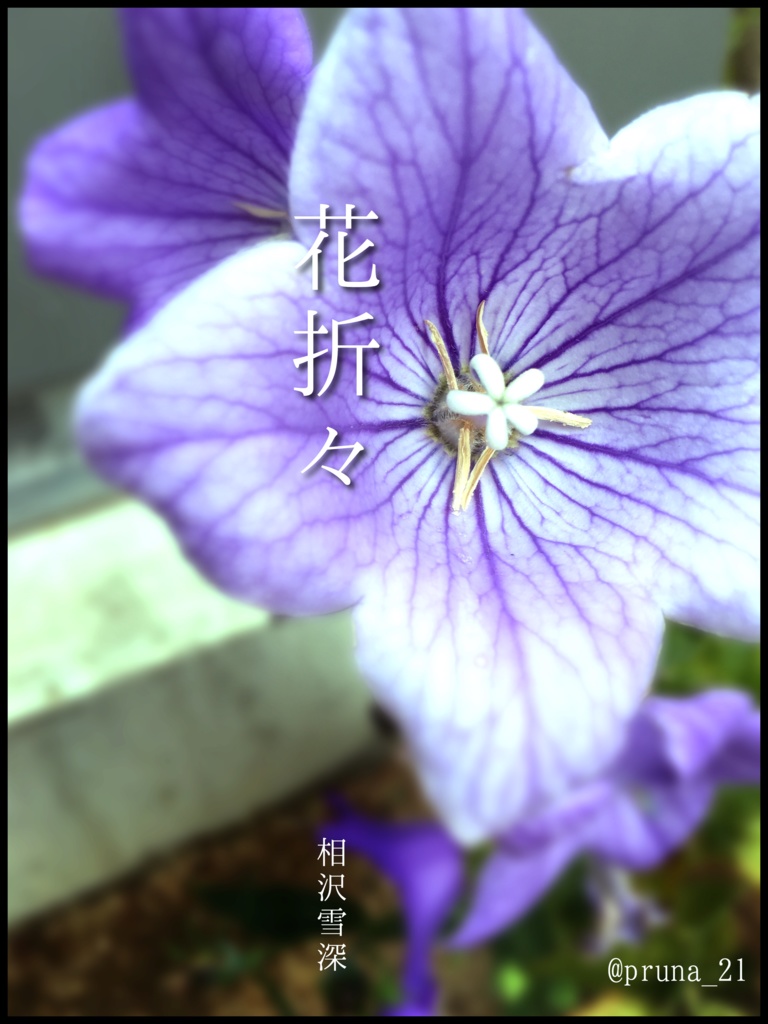 『花折々』サンプル準備号