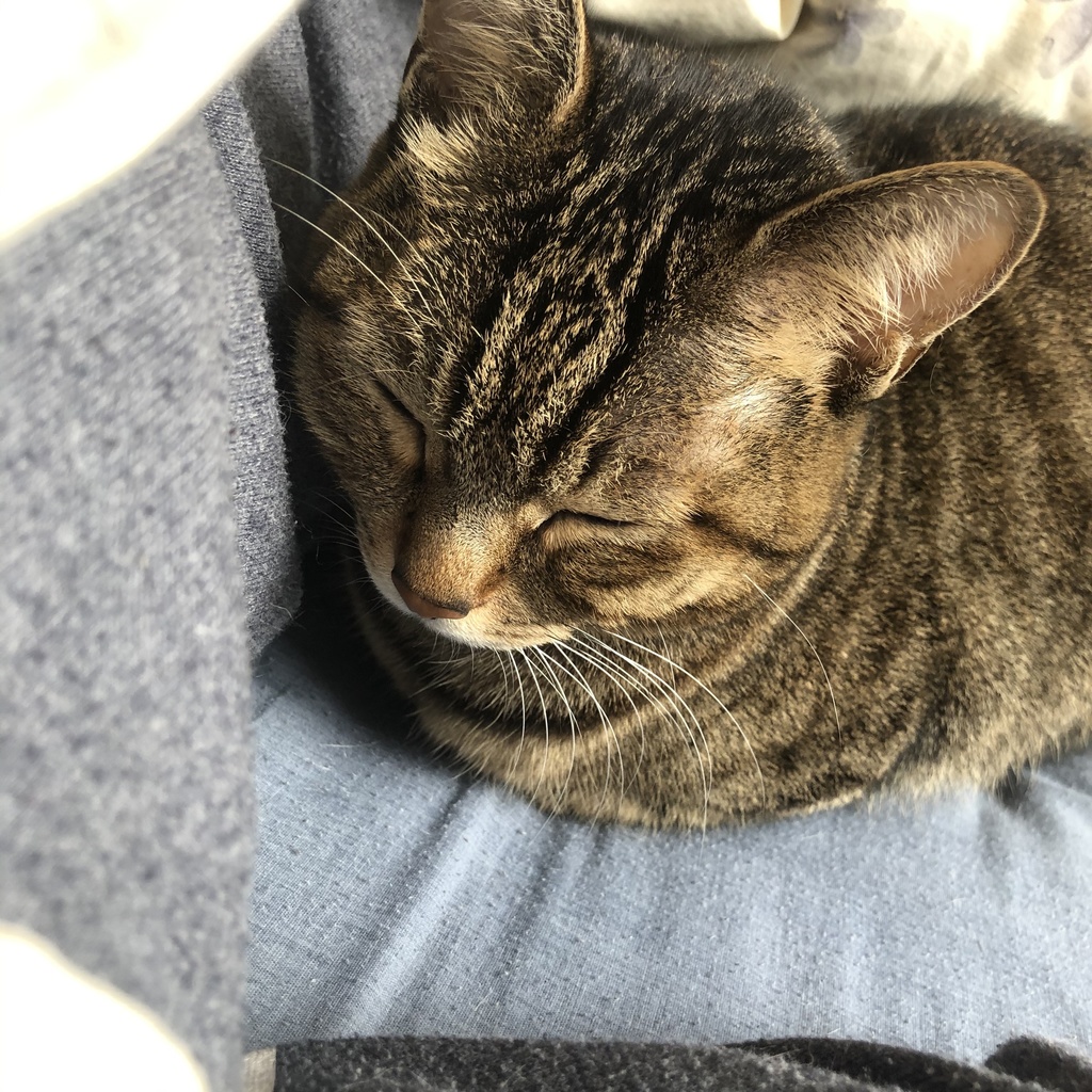猫チェキ