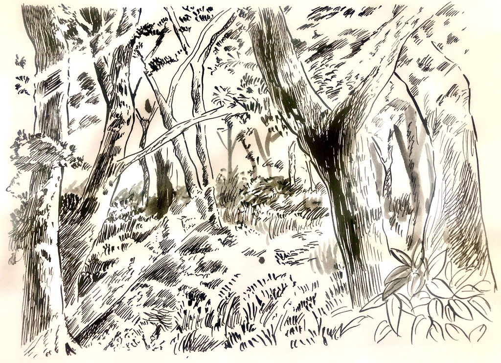 ペン画　森の中