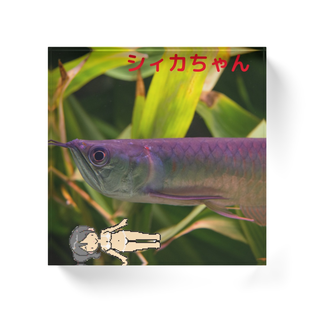 アマゾンで泳ぐシィカちゃん