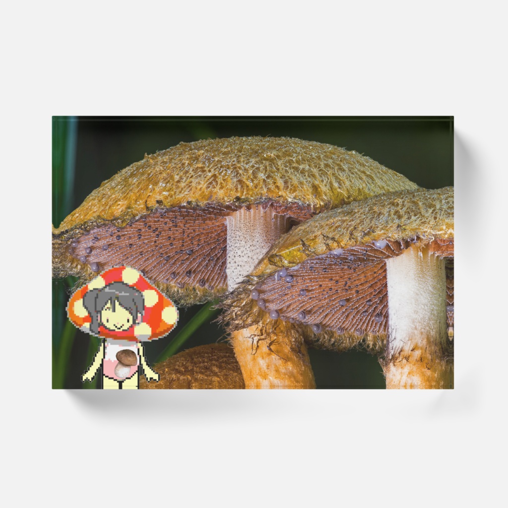 シィカちゃんきのこの森