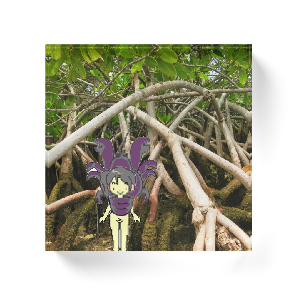 マングローブ林のシィカちゃん