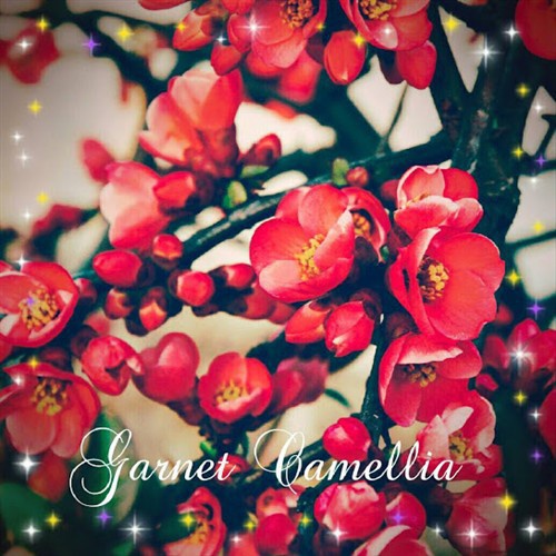Garnet Camellia