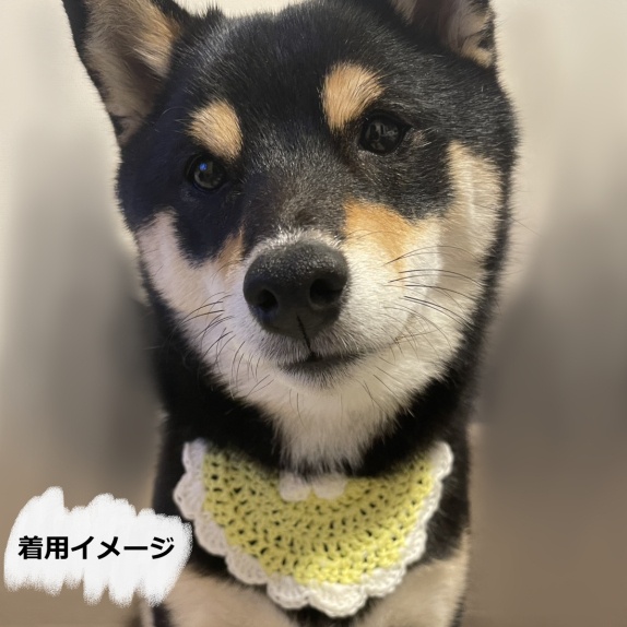ワンちゃん用スタイ