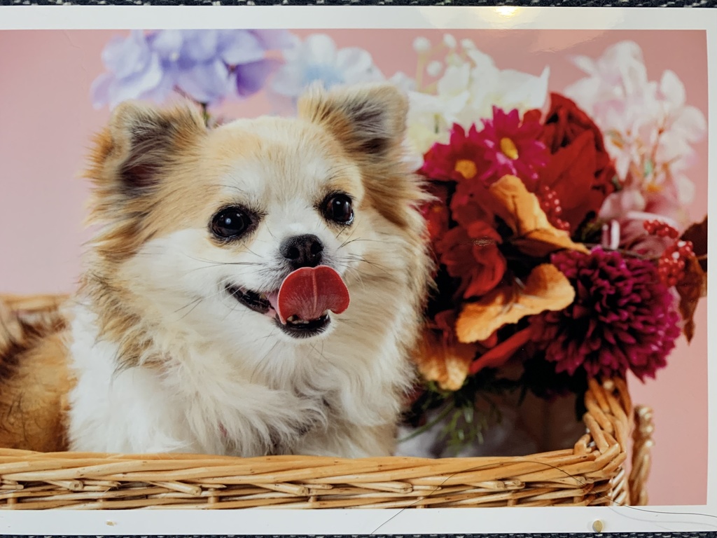 愛犬ちゃんマスキングテープ