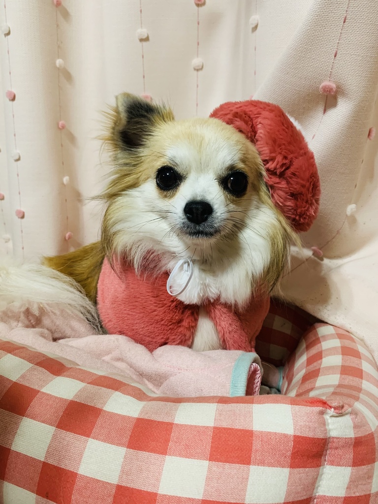 チワワのモネちゃん、パステル画缶バッジ