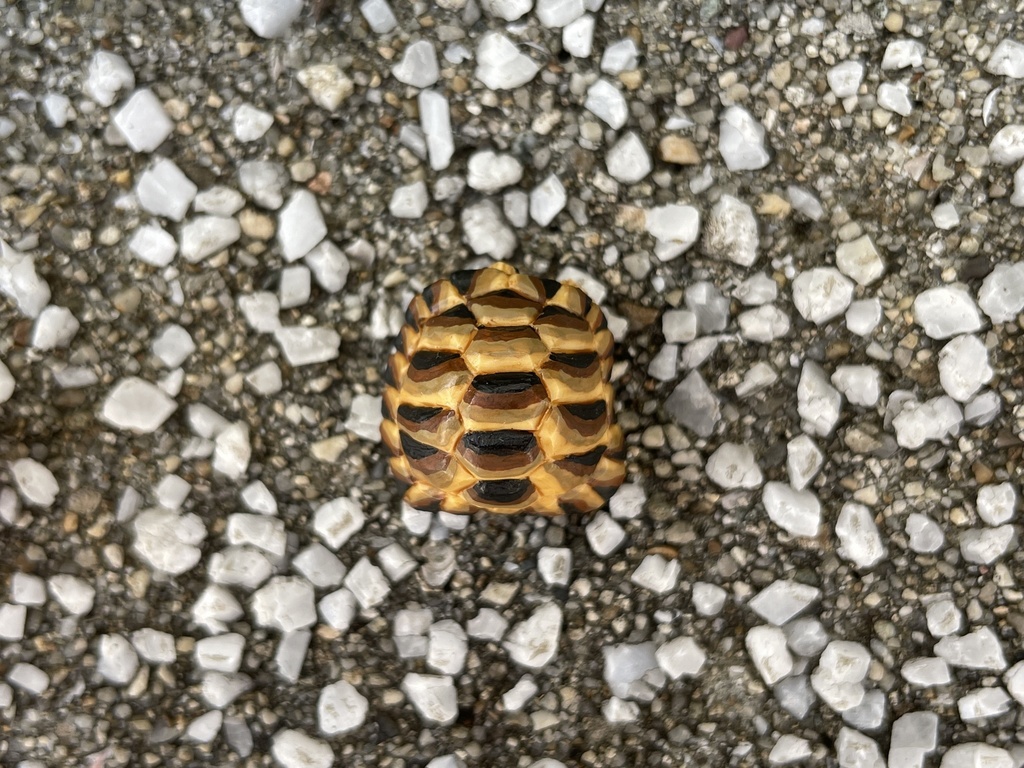 Tortoise ヘルマンリクガメ