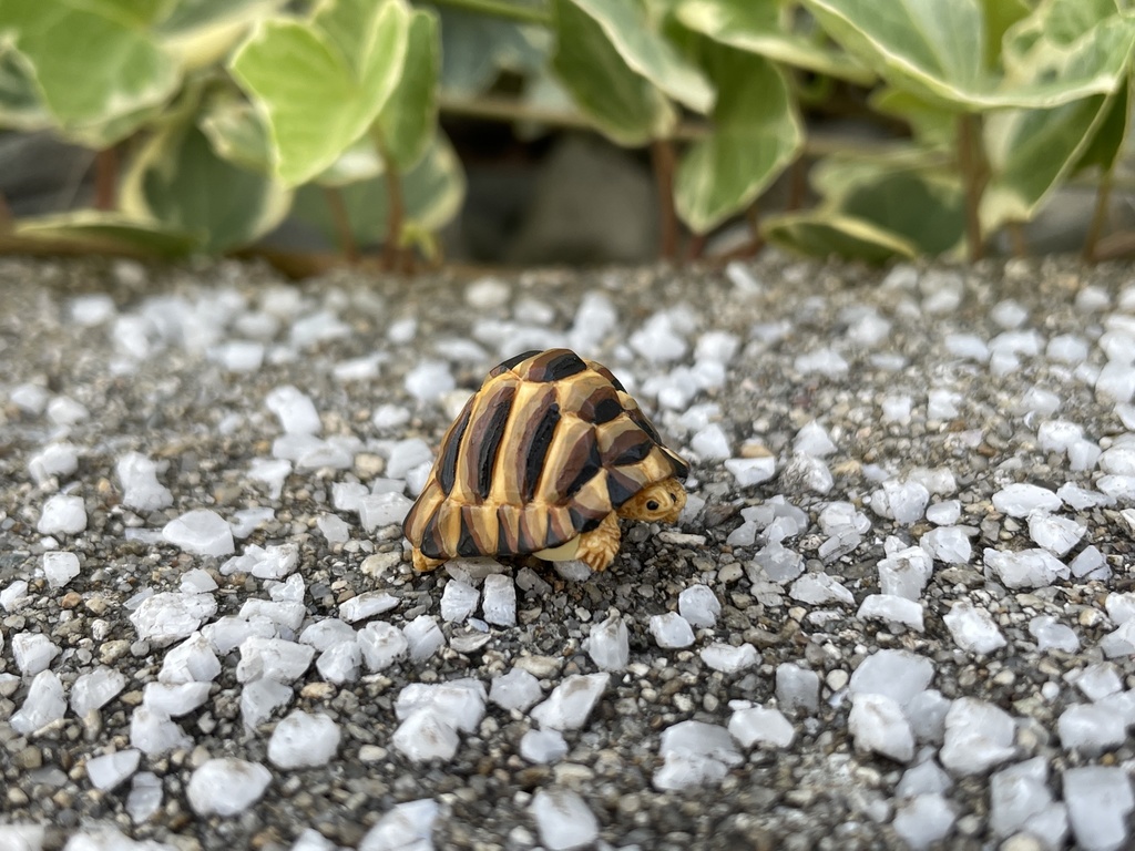 Tortoise ヘルマンリクガメ