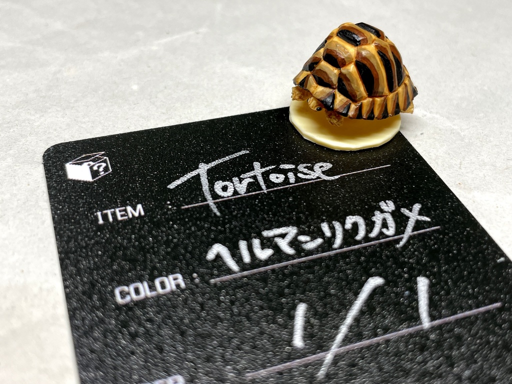 Tortoise ヘルマンリクガメ