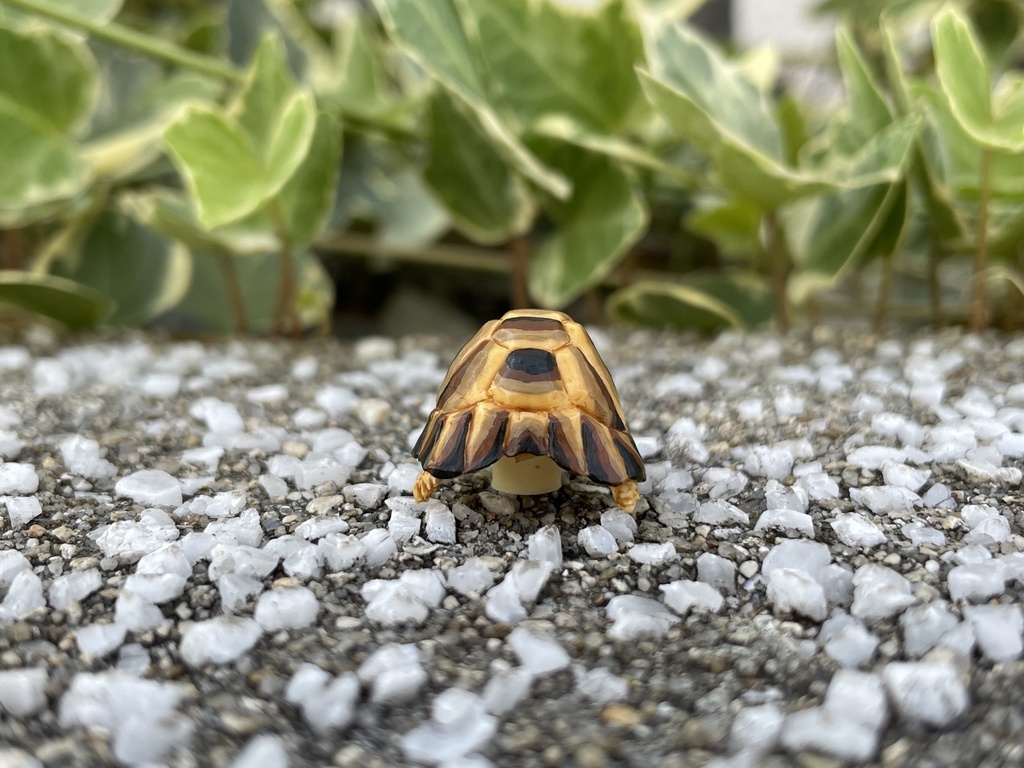 Tortoise ヘルマンリクガメ