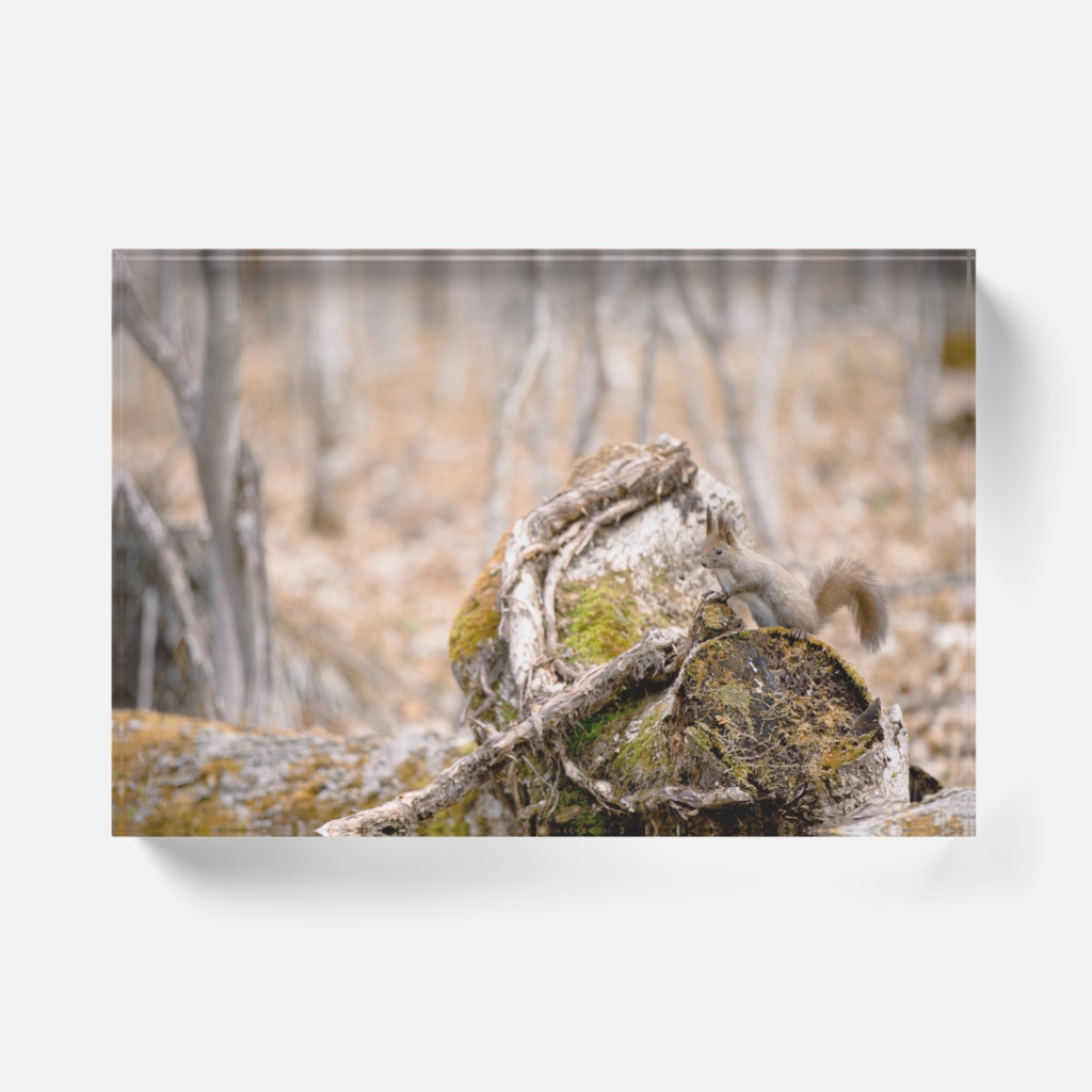 たたずむエゾリス