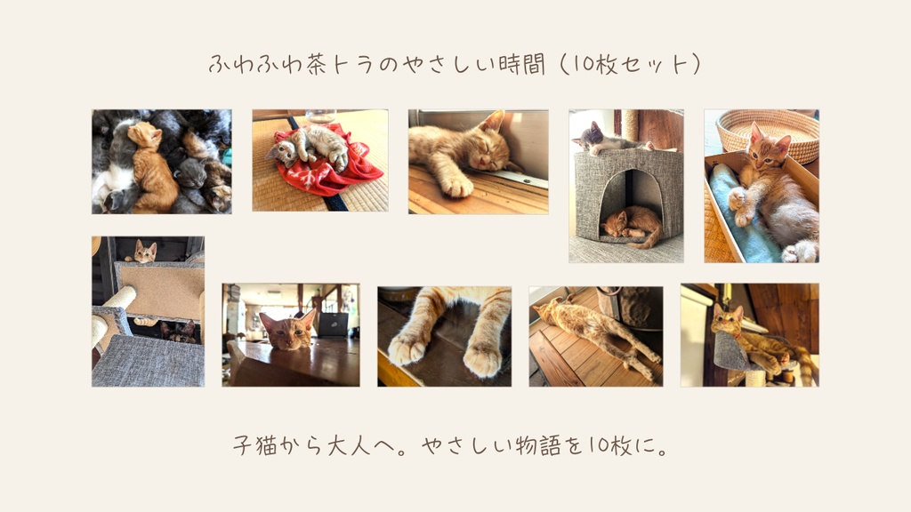 ふわふわ茶トラのやさしい時間（10枚セット）