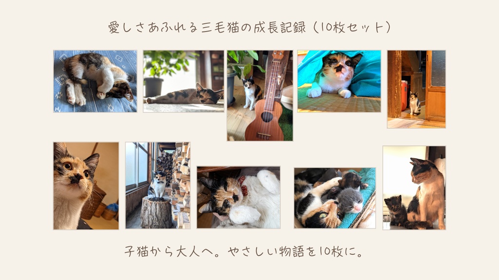 愛しさがあふれる三毛猫の成長記録（10枚セット）