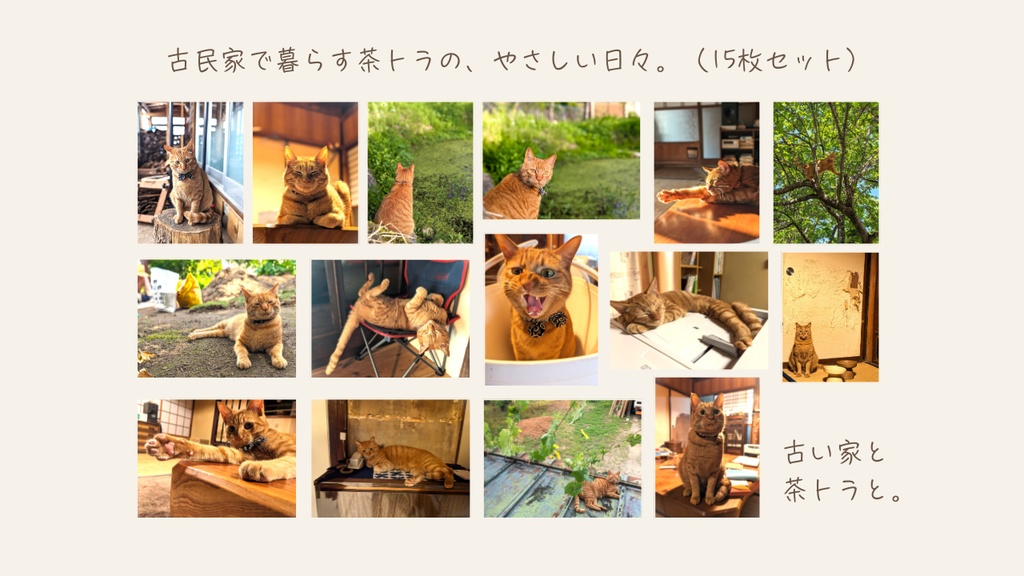 古民家で暮らす茶トラの、やさしい日々。(15枚セット)