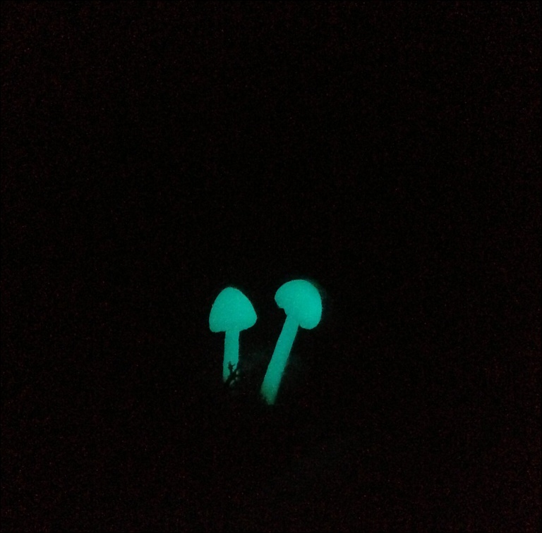 【蓄光】光るきのこのガラスドーム 標本指輪