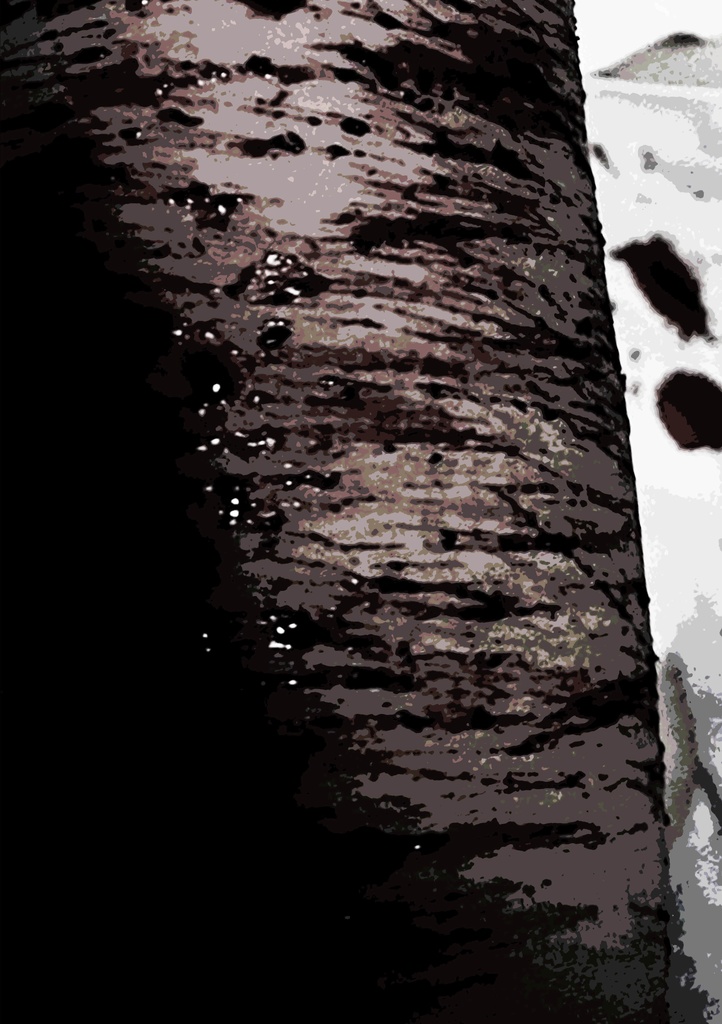 bloodshed