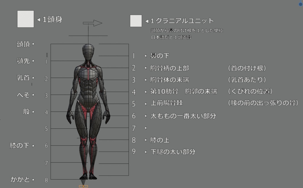 ケロロケ美術解剖学モデル