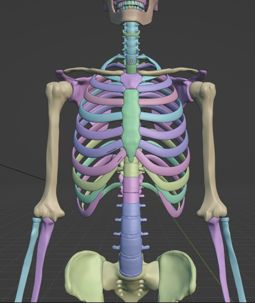 昔作った男の美術解剖学モデル