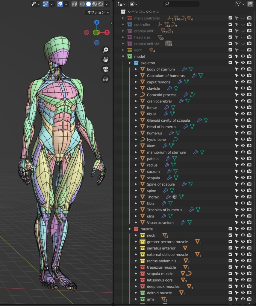 KRRK anatomy model
