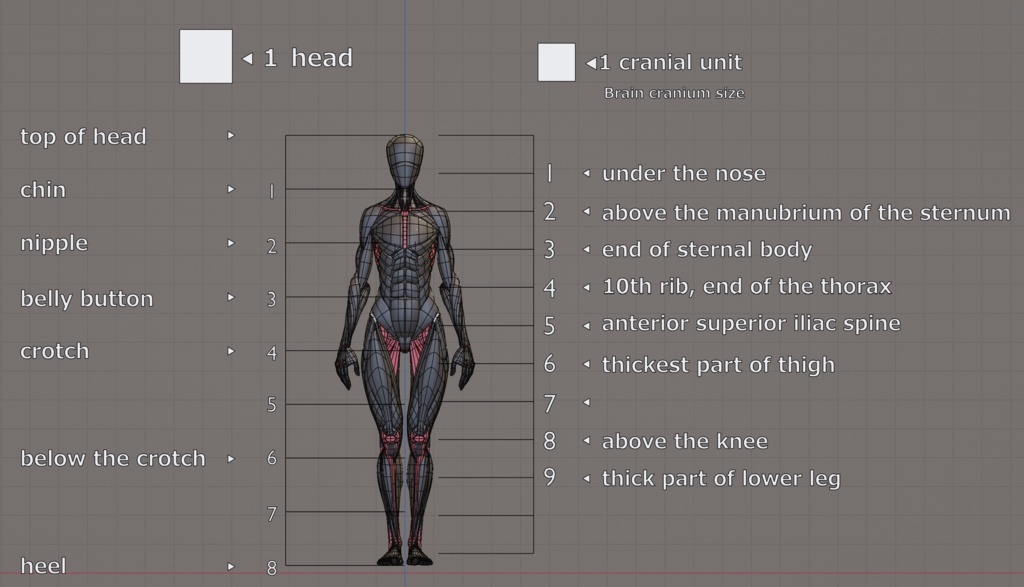 KRRK anatomy model