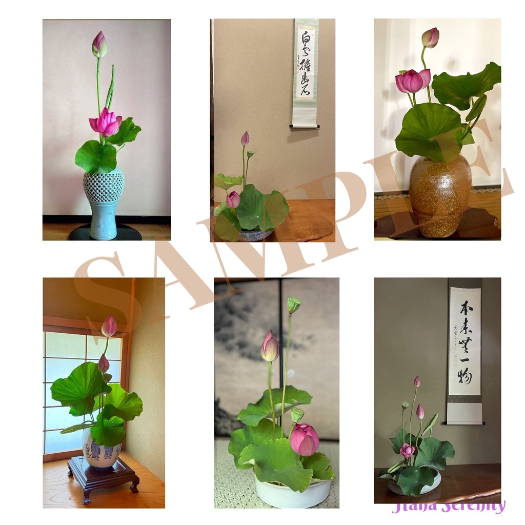8月蓮生け花&蓮田風景壁紙コレクション