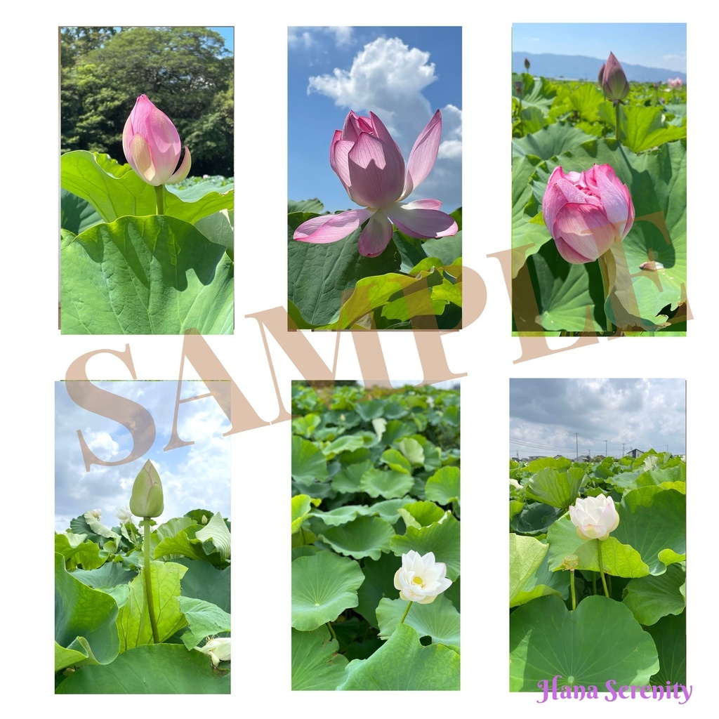 8月蓮生け花&蓮田風景壁紙コレクション
