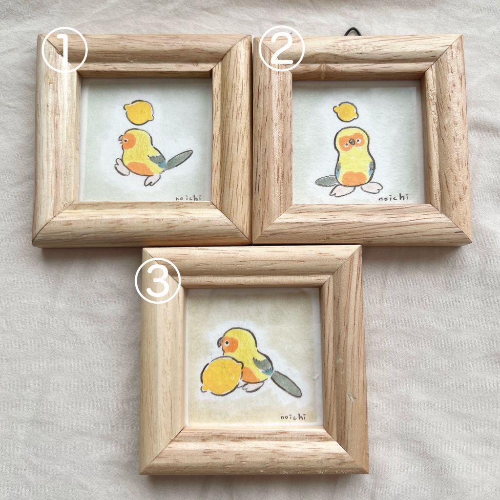 ミニ原画 コガネメキシコインコ