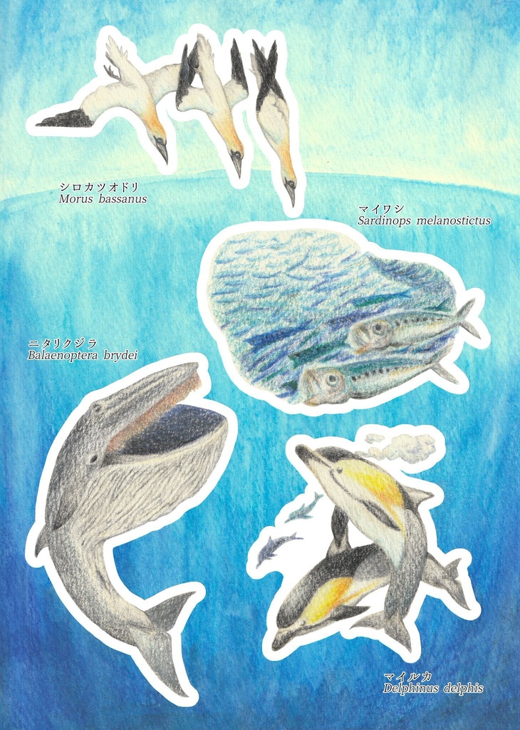 台紙付きシール：大海原