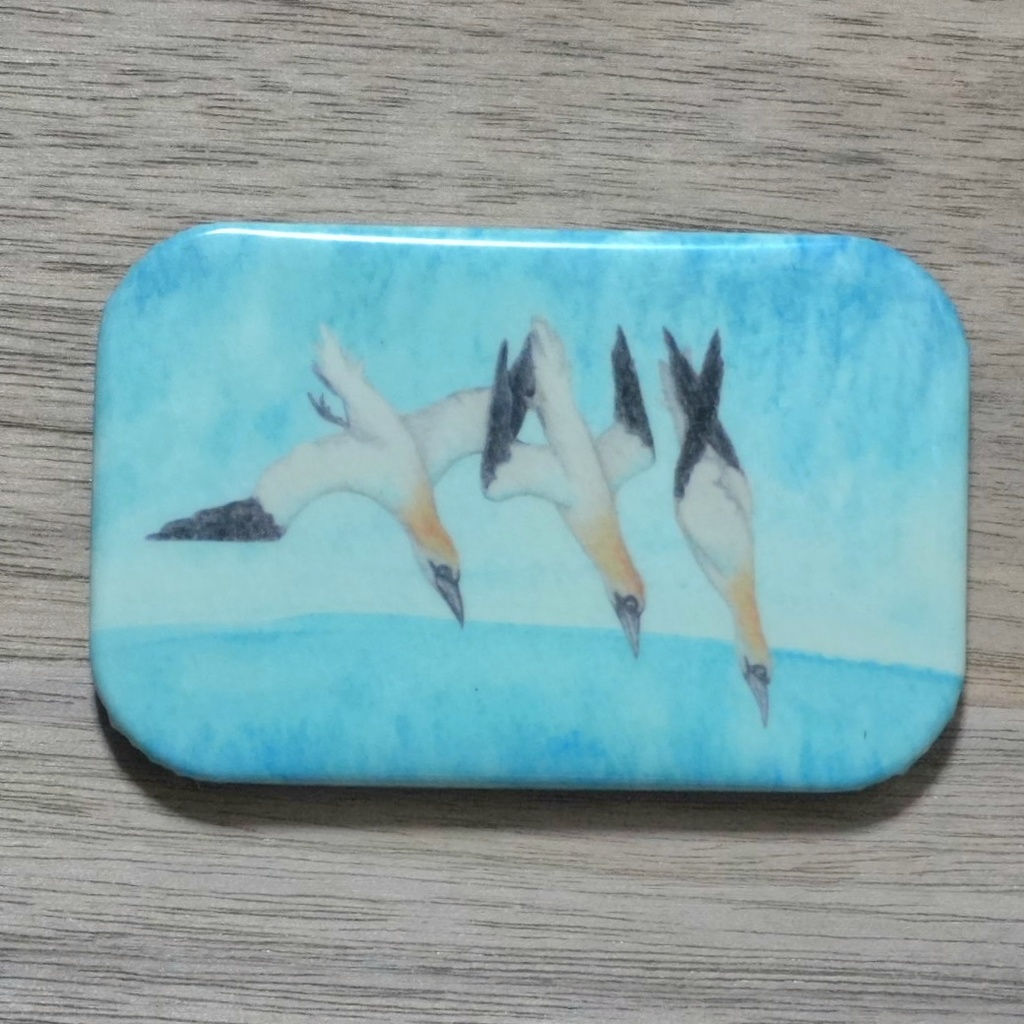 缶マグネット：カツオドリ