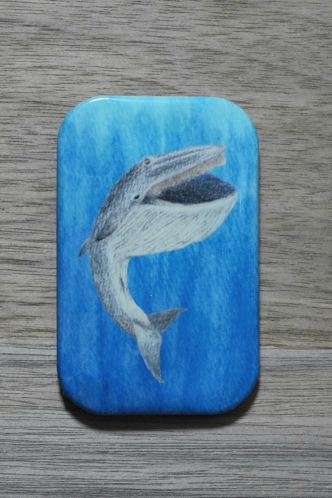 缶マグネット：ニタリクジラ