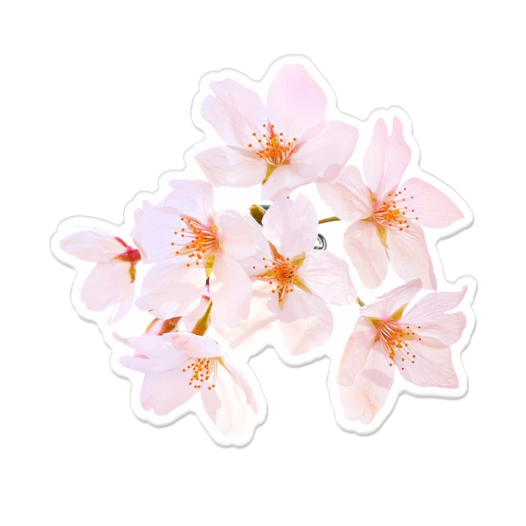 【実写】しゃくら