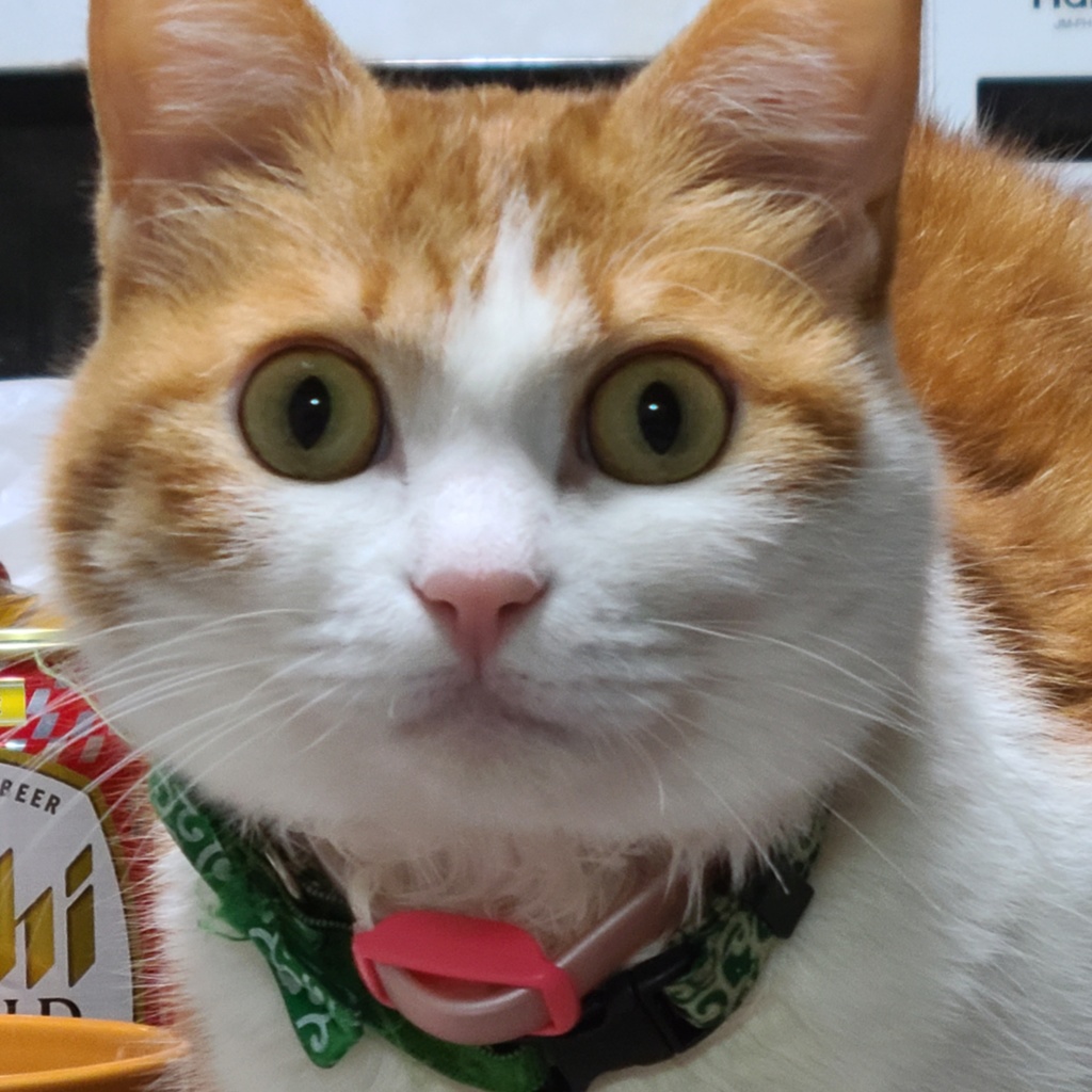 我が家の猫様缶ミラー※きなこVer