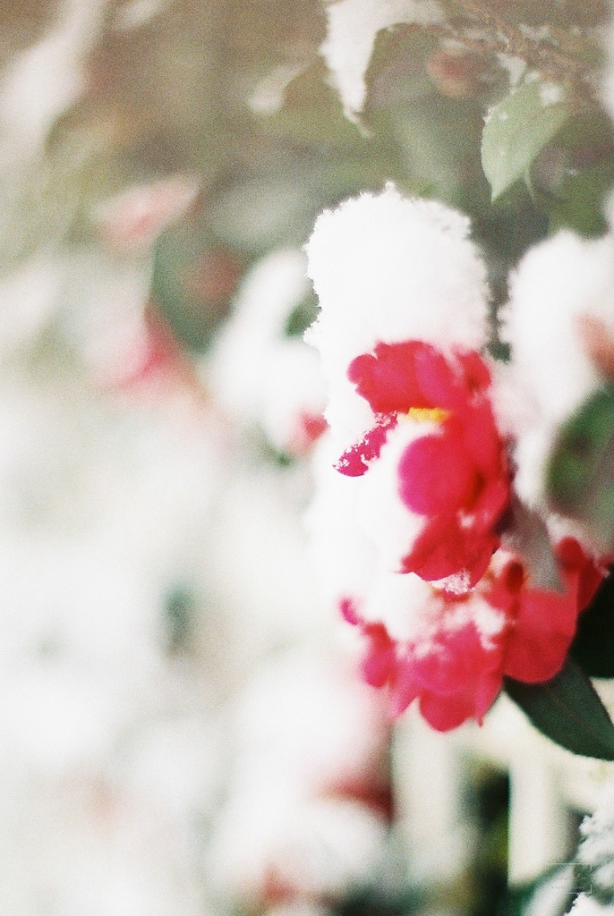 フォトエッセイ集 地獄にしては美しい+ポストカード5種セット