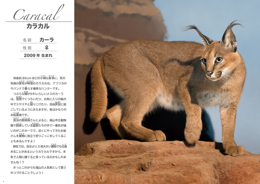 福山市立動物園のカラカルじゃけ!