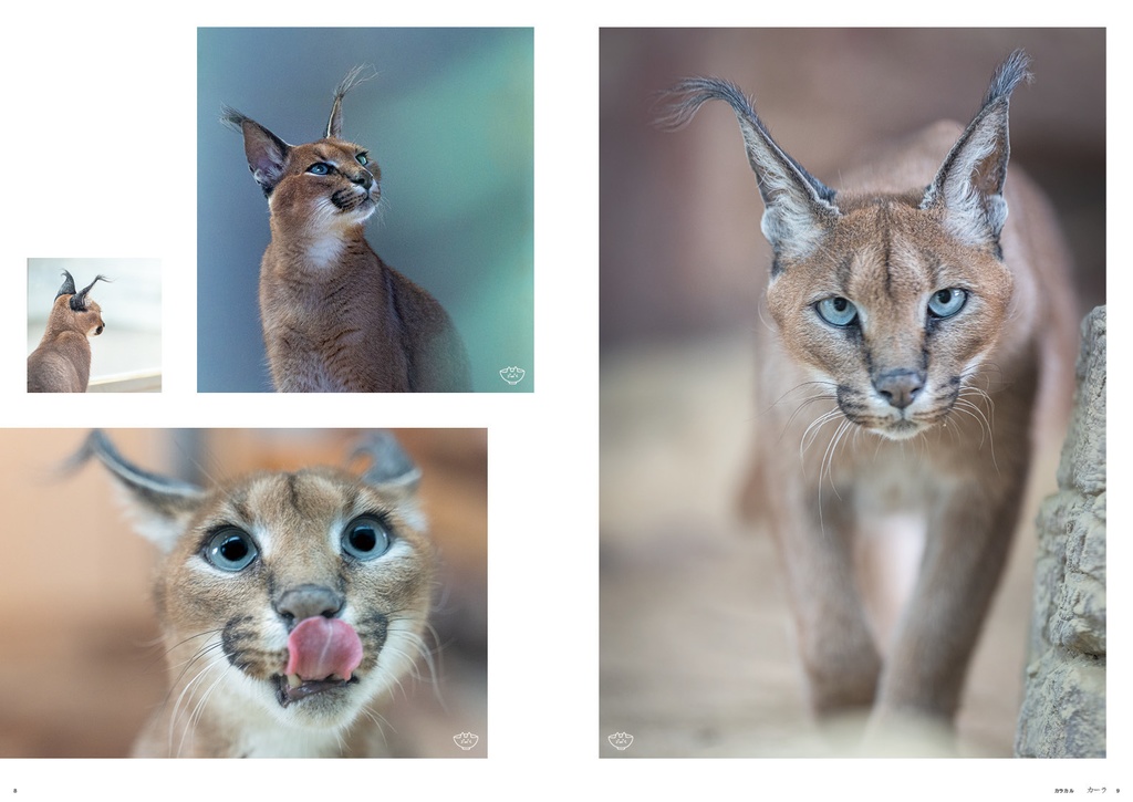 福山市立動物園のカラカルじゃけ!