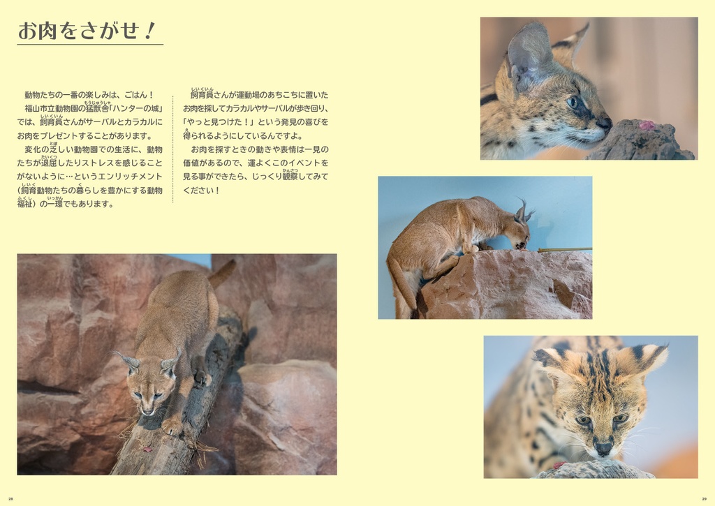 福山市立動物園のカラカルじゃけ!