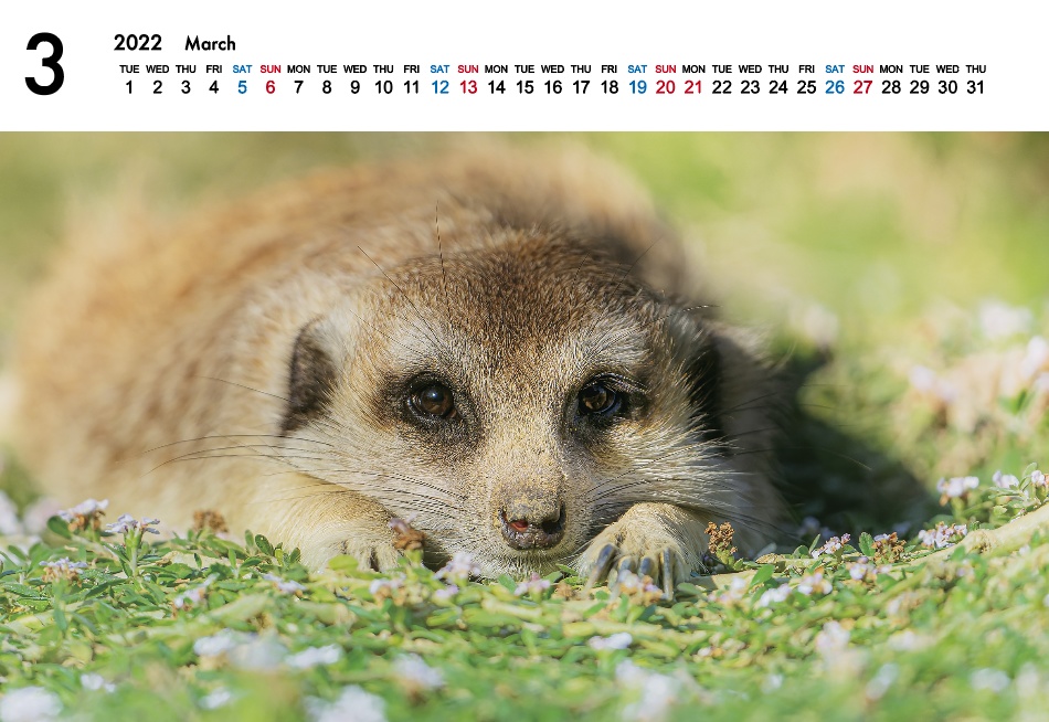 22年 卓上カレンダー 千葉市動物公園 房総旅団 Booth支部 Booth