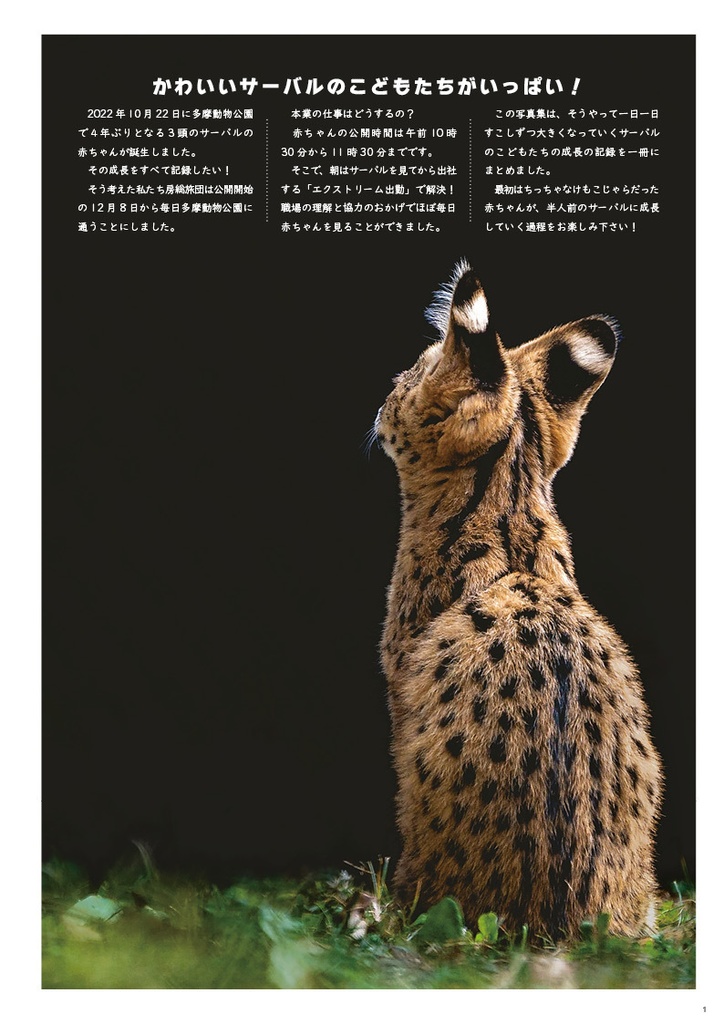 まいにちサーバル