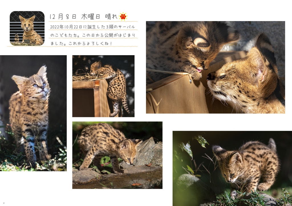 まいにちサーバル