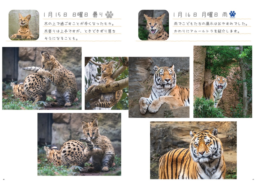 まいにちサーバル